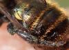 Osmia caerulescens